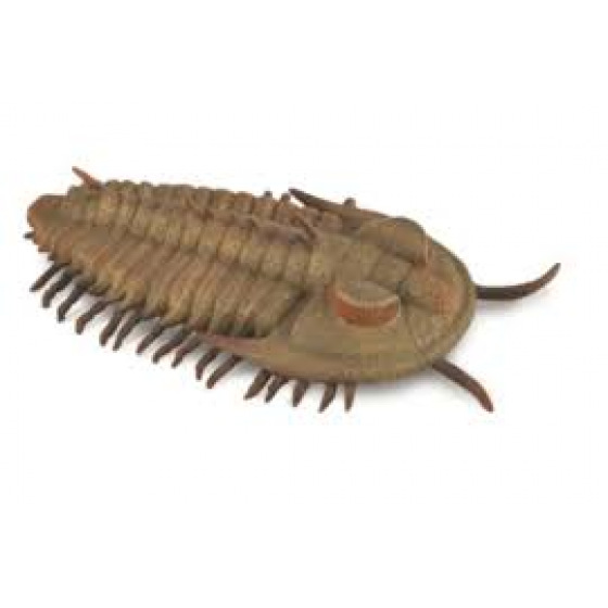 Collecta Redlichia Rex trilobit