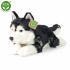 Rappa Pluszowy pies husky 36 cm ECO-FRIENDLY