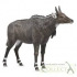 Mac Toys COLLECTA Nilgai