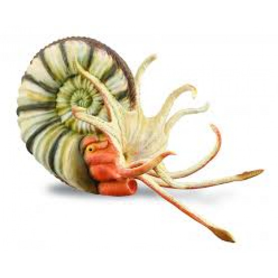 Collecta Pleuroceras ammonite